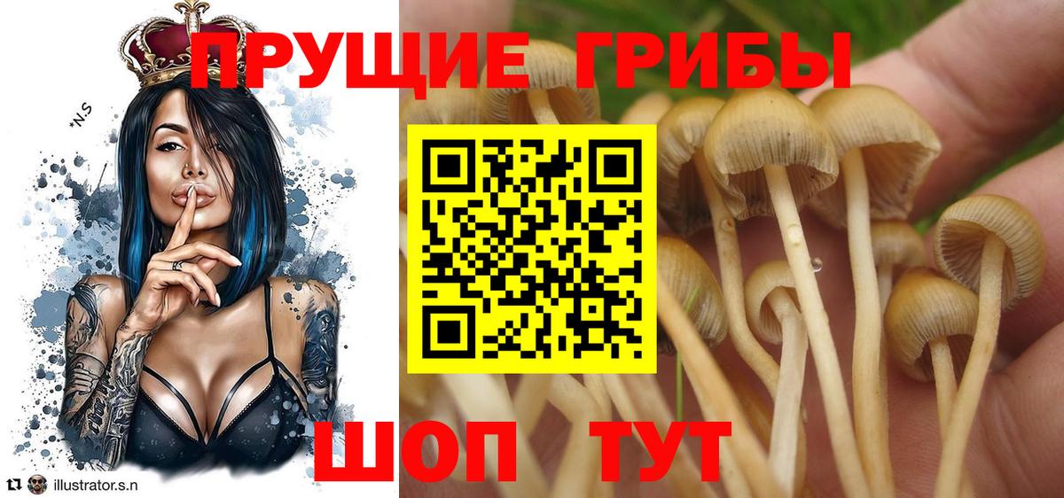 Псилоцибиновые грибы MAGIC MUSHROOMS Богданович